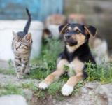 Петиція про кримінальну відповідальність за насильство над тваринами набрала необхідну кількість голосів