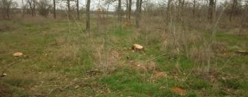 У лісовому урочищі «Лебедівка» зафіксовано незаконну порубку дерев