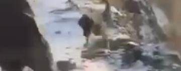 Коли «гра» переходить межу: на Ізмаїльщині поліція відреагувала на жорстоке поводження з собакою