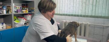 Жорстоке поводження з твариною на Ізмаїльщині: поліція відкрила кримінальне провадження