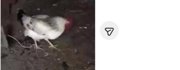 Після знущання над собакою: на Ізмаїльщині повідомляють про нові факти жорстокості з боку дітей