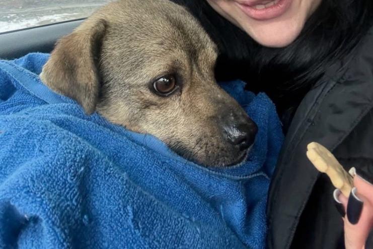 В Озерному правоохоронці забрали собаку після відео знущань