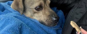 В Озерному правоохоронці забрали собаку після відео знущань