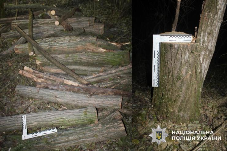 Директор комунального підприємства на Болградщині підозрюється в організації незаконної вирубки 75 акацій: збитки майже 430 тис. грн