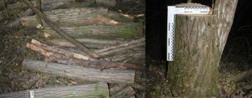 Директор комунального підприємства на Болградщині підозрюється в організації незаконної вирубки 75 акацій: збитки майже 430 тис. грн