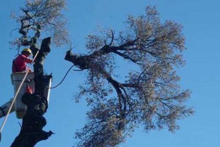 В Арцизькій громаді затвердили правила видалення дерев і кущів за межами населених пунктів