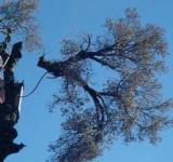 В Арцизькій громаді затвердили правила видалення дерев і кущів за межами населених пунктів