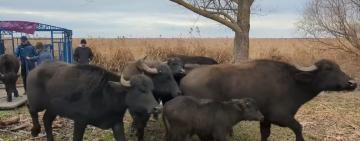 На острів Білгородський у дельті Дунаю випустили 12 водяних буйволів