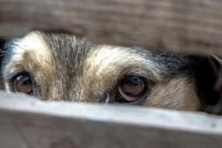 У Болграді поліція відкрила кримінальне провадження за фактом жорстокого поводження з собакою