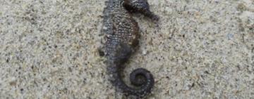 На одеських пляжах зафіксували масову загибель морських коників