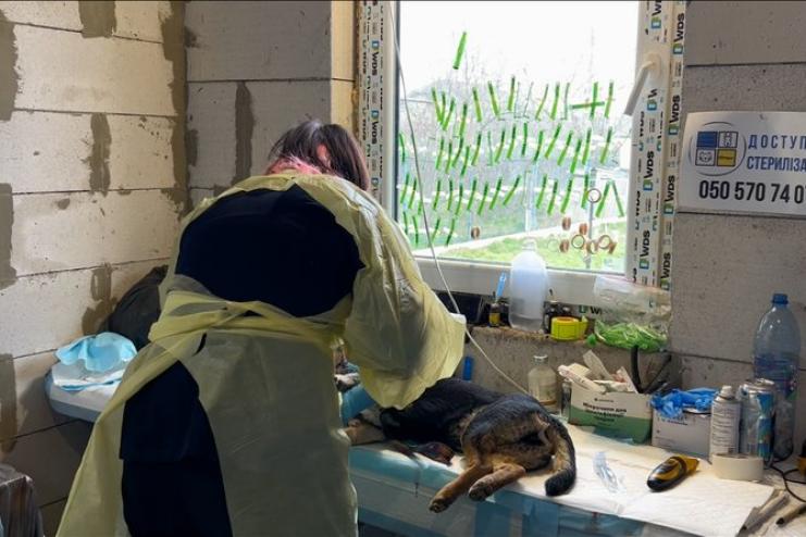 В Ізмаїлі масово труять собак: зооволонтери фіксують отруєння майже в усіх районах міста