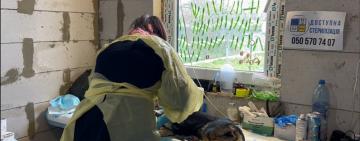 В Ізмаїлі масово труять собак: зооволонтери фіксують отруєння майже в усіх районах міста