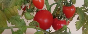 Солодкий тріумф «Агросфери»: як у Виноградівському ліцеї виростили ідеальні помідори