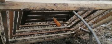 У Нижньодністровському НПП викрили браконьєра з саморобними пастками