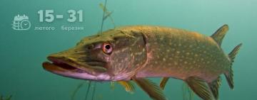 З 15 лютого в Україні стартує нерестова заборона на вилов щуки