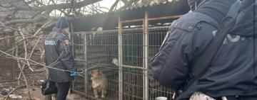 У Ізмаїлі відкрито кримінальне провадження за фактом неналежного утримання тварин