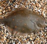 В Україні діє заборона на вилов річкової камбали-глоси