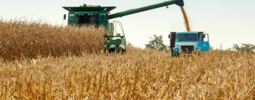 Експорт кукурудзи на 202 млн грн зупинили на Одещині: БЕБ викрило схему ухилення від податків