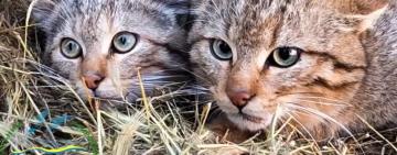 П’ятеро лісових котів оселилися у нацпарку «Тузлівські лимани»