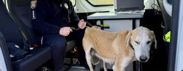 На Одещині чоловік вистрелив у собаку з цуценятами: йому повідомили про підозру