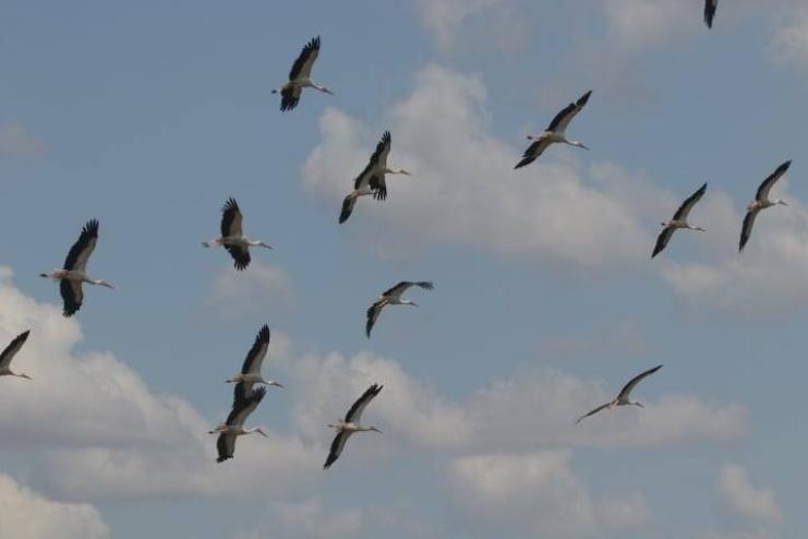 Через негоду на півдні Одещини зупинилися тисячі лелек