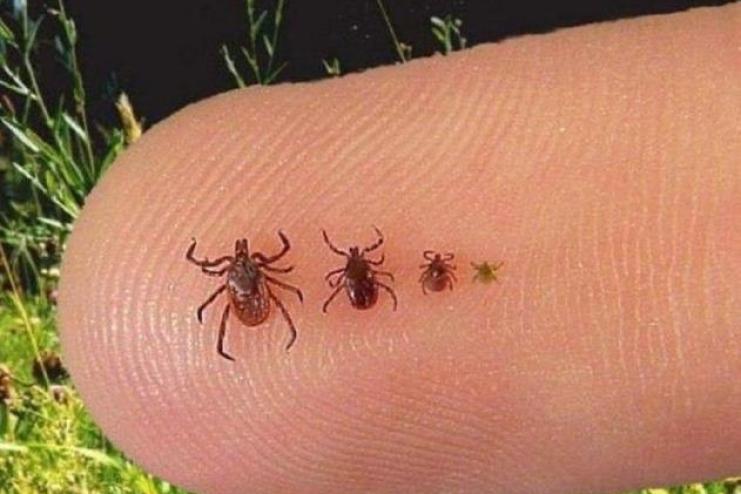 Обережно, кліщі: на Одещині вже зафіксовано перші звернення через укуси