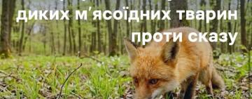 Пероральна вакцинація диких тварин проти сказу стартує на одещині у квітні–травні