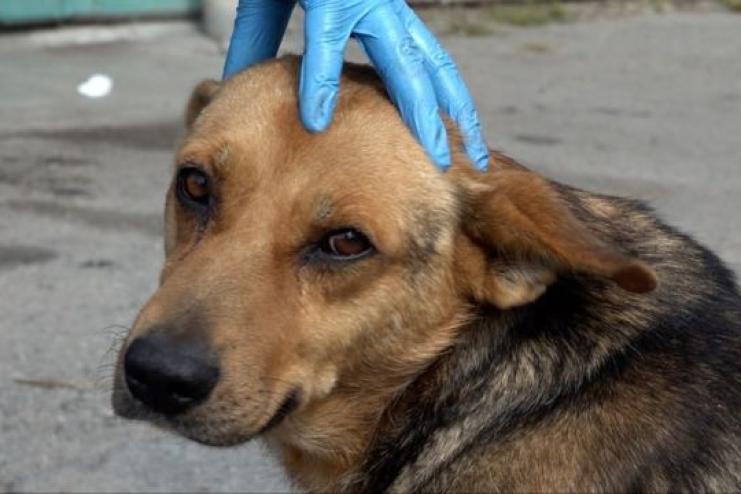 У Бессарабській громаді проведуть масштабну стерилізацію безпритульних собак