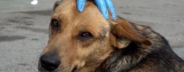 У Бессарабській громаді проведуть масштабну стерилізацію безпритульних собак