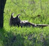 У дельту Дунаю повертається пугач: в Україну випустили вже 19 рідкісних птахів