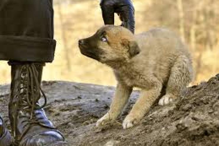 В Ізмаїльському районі чоловіка засудили за вбивство собаки з пневматичної рушниці