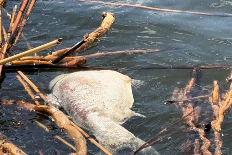 Масова загибель товстолобика у Кучурганському водосховищі: науковці назвали причину