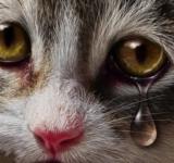 Поліцейські відкрили кримінальне провадження через загибель кошеняти в Одеському районі