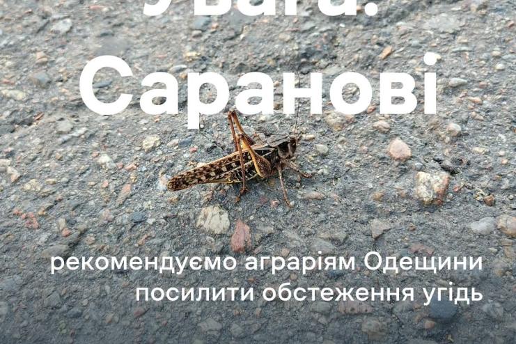Держпродспоживслужба Одещини попереджає фермерів про нашестя сарани