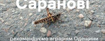 Держпродспоживслужба Одещини попереджає фермерів про нашестя сарани