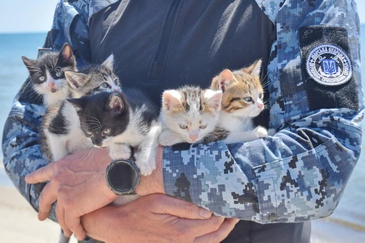 Вусаті, хвостаті та без погонів: як на позиціях морських охоронців з'явився пухнастий підрозділ