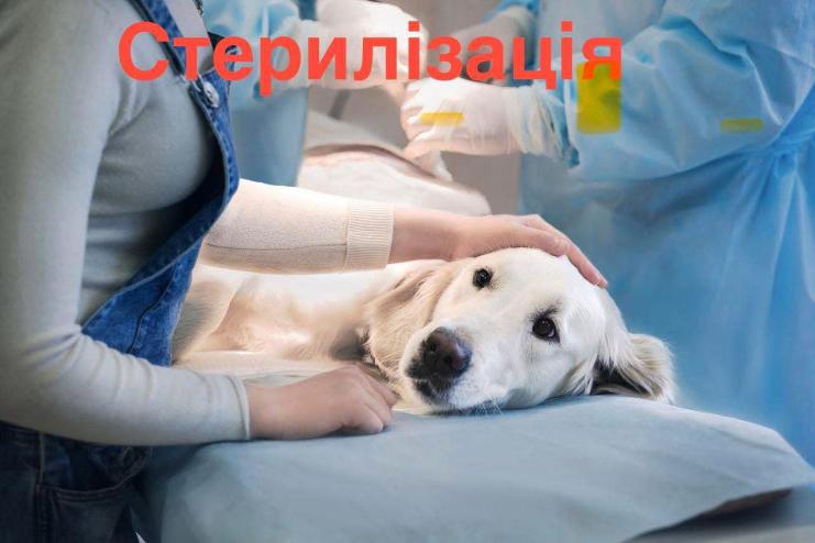 У Бессарабському закликають мешканців допомогти зі стерилізацією безпритульних тварин