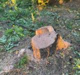 Жителю Плахтіївської громади загрожує відповідальність за три зрубані дуби: збитки сягають 49 тисяч гривень