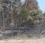 Біля Вилкового та Лісків сталася пожежа в хвойному лісі