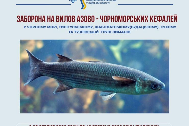 На Одещині запровадили сезонну заборону на вилов азово-чорноморських кефалей