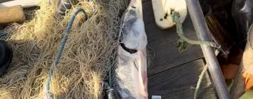 На Дунаї поблизу Вилкового врятували червонокнижну севрюгу, яка потрапила до браконьєрської сітки