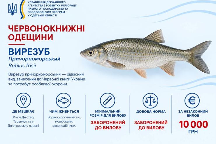 У водоймах Одещини мешкає рідкісний вирезуб: рибоохорона нагадує про захист виду