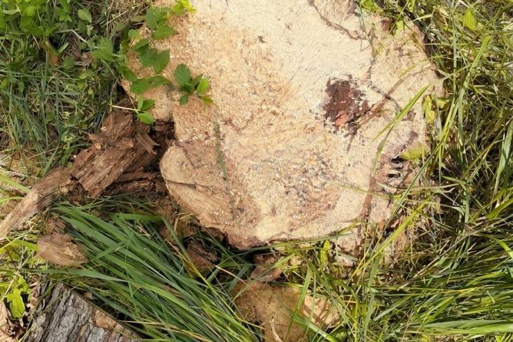 На Одещині виявили незаконну вирубку дерев у полезахисній лісосмузі